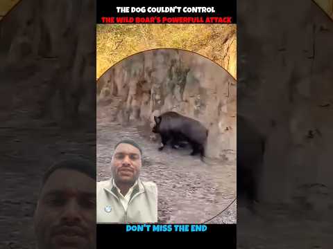 The Dog Coal don't control 😭 #wildlife #animals #bear #funny @bdshorts4493
