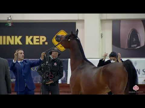 N 91 GW FANTASY   Italian Nationals 2020   San Giovanni In Marignano   Mares 4 to 6 Years Old Class