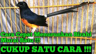 Download lagu Menurunkan Birahi Murai Batu dengan Cepat dan Mudah mp3
