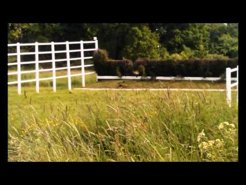 Swedish Grand National Day 2012