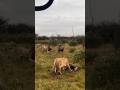Lion Fight Tswalu Vs Tshimega 2 Madikwe Game Reserve