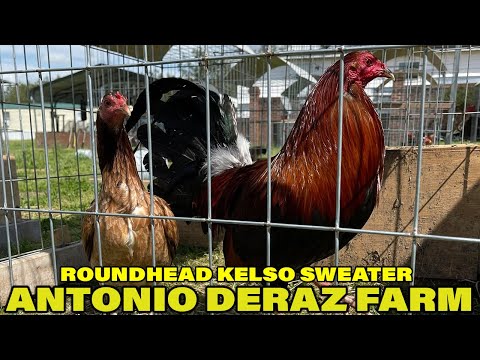 Antonio Deraz Farm - Beautiful Birds Big Farm In USA