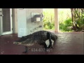 My Alligator Friend