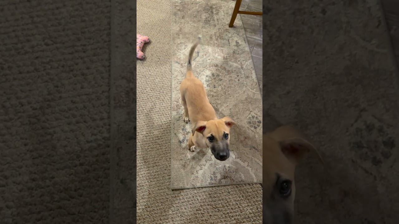 Enlarge Ernie, a Adoptable mixed breed in Glen arm , MD video 6/6