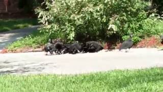 Vultures converge on dead possum