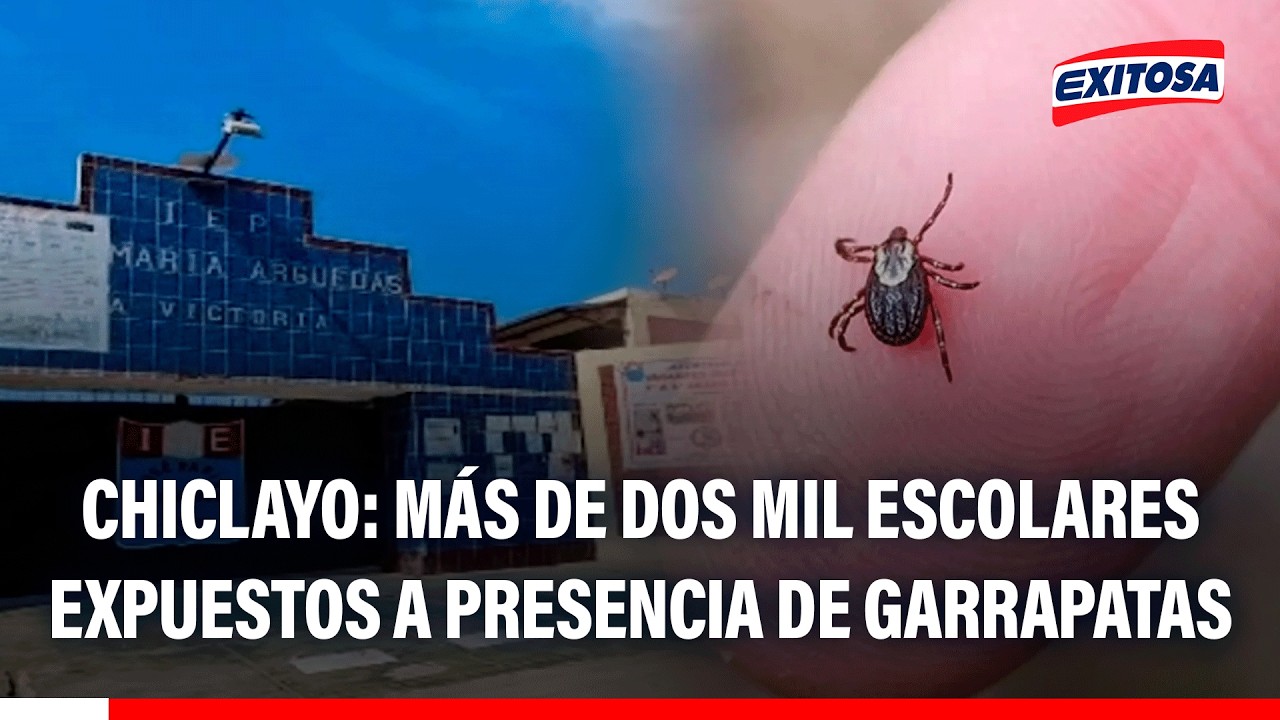 🔴🔵 Chiclayo: Más de dos mil escolares expuestos a presencia de garrapatas dentro de colegio