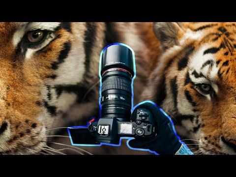 POV: TIGER and other animals at THE ZOO | STREET PHOTOGRAPHY