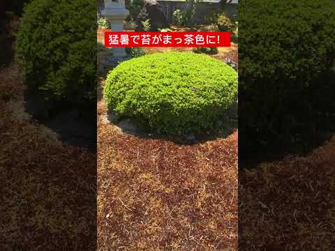 苔と紐を使った空中庭園、素晴らしいアイデアですね！  庭園