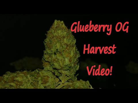 Glueberry OG Harvest Video!