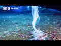 Planet Earth Through The Seasons BBC Earth