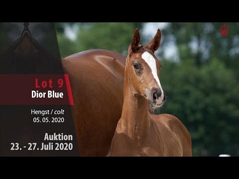Westfälische Online Auktion 23. - 27. Juli: Lot 9 Dior Blue Hengst v. Diaron - Chacco-Blue