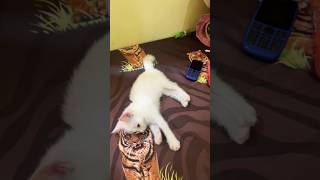 Download lagu Lastri sedang bersedih #kitten #cutecat #feedshorts #kucinglucu #lastri #kucingsedih mp3 Download lagu Lastri sedang bersedih #kitten #cutecat #feedshorts #kucinglucu #lastri #kucingsedih mp3
