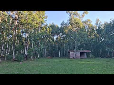 Preciosa Forestación en Venta en Concordia Entre Ríos - Ideal para inversión