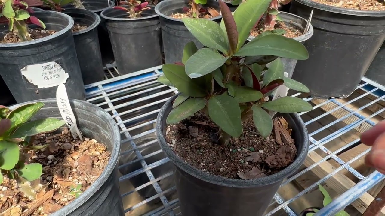 Paquete Numero dos de cinco semillas