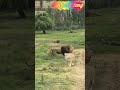 Singa Pengen Kawin Shorts Viralshorts Dakjanggleng Majalengka
