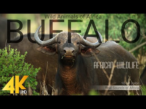 4K African Wildlife: Buffalo - Wild Animals of Africa - Real Sounds of Africa - 10 bit color