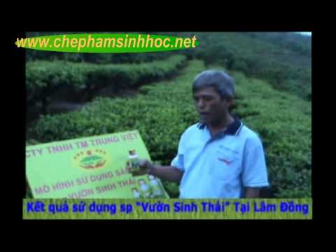 Chế Phẩm Sinh Học Vườn Sinh Thái Cho Cây Chè Tại Tỉnh Lâm Đồng