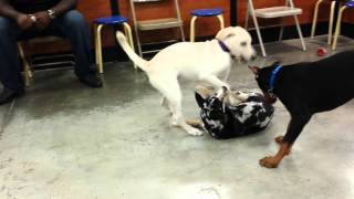 preview picture of video 'Puppy Playtime at Petsmart 2'