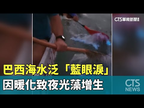 巴西海水泛「藍眼淚」　因暖化致夜光藻增生