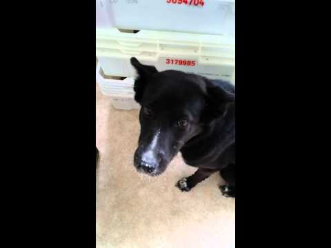 download lagu mp3 mp4 Can Dogs Eat Regular Flour, download lagu Can Dogs Eat Regular Flour gratis, unduh video klip Can Dogs Eat Regular Flour