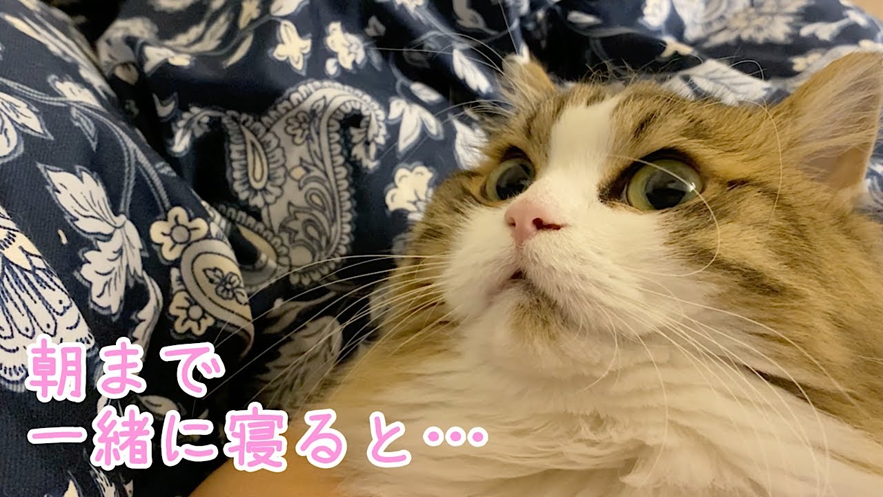 深夜に夜泣きする猫がいたので、朝まで一緒に寝てみると…！