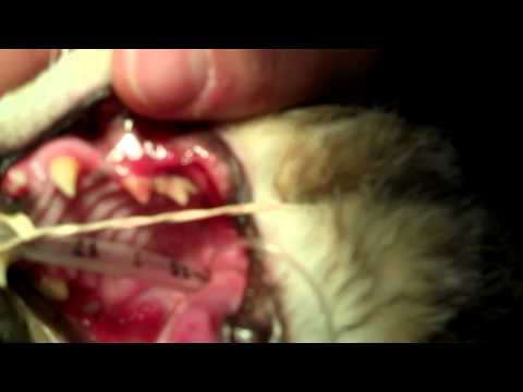 Clinic Kitty Periodontal disease