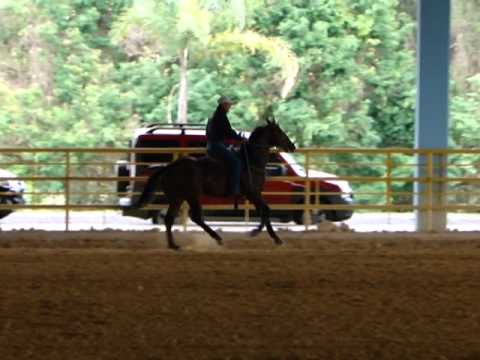 Roque Osti x Streak Again Sln Res. Campeão Potro do Futuro Reg. Oeste