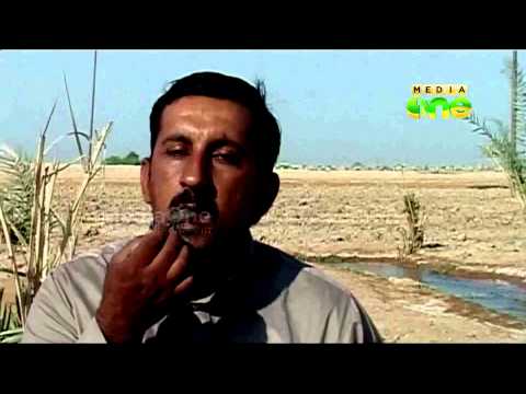 Iraquiano come escorpiões vivos