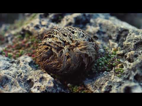 Próximo estreno !!! La Rosa de Jericó