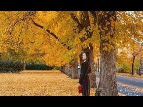 Thu viết cho người - Tâm Thư