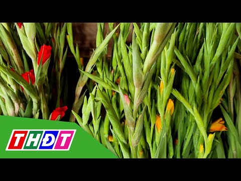 Giá hoa lay ơn giảm 10 lần so với trước Tết | THDT