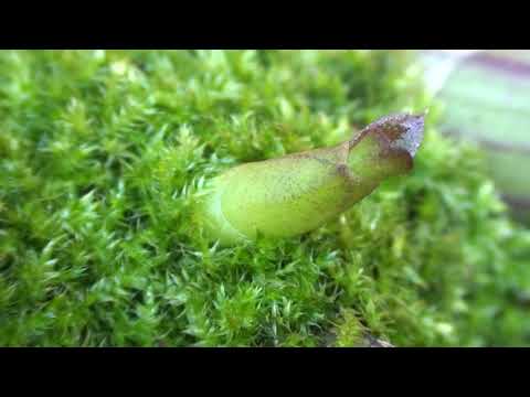 3. HOW I GROW MY ORCHIDS -  WATERING MY MOUNTED ORCHIDS