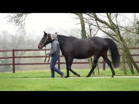 2022 February Mixed Sale - Lot 411 CRYSTAL REEF (KING'S BEST x CORALINE)