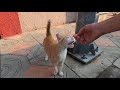 Ginger Cat Meowing Loudly Because She Is So Hungry