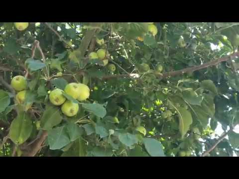 Apple tree / small green apple