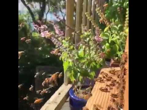 Интересное о пчёлах. Как пчёлы летают замедленная съемка. #Shorts #Интересное_о_пчёлах