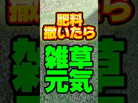 灰は雑草を殺しますか？実践的なヒントとアドバイス  庭園