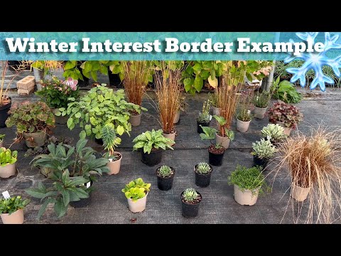 Cottage Garden Border with Winter Interest Layout Example