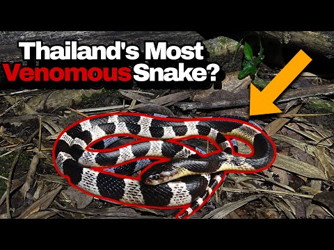 Finding Thailand's Most Venomous Snakes! Kraits, Vipers and more!