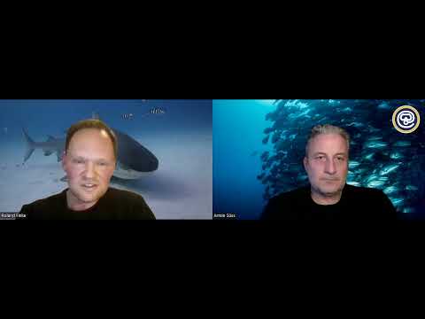 Tigerhai Angriff auf den Bahamas.