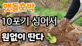 맷돌호박  10포기 심어서 원없이 딴다