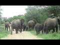 Elephants Trumpeting