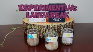 ZER BEHAR DUTE LANDAREAK HAZTEKO? ANIMATU ZAITEZTE ESPERIMENTU HAU EGITEN!