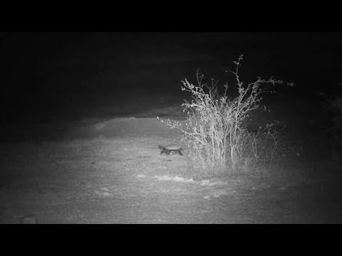 Djuma: Honey Badger quick walk through - 00:38 - 10/19/19