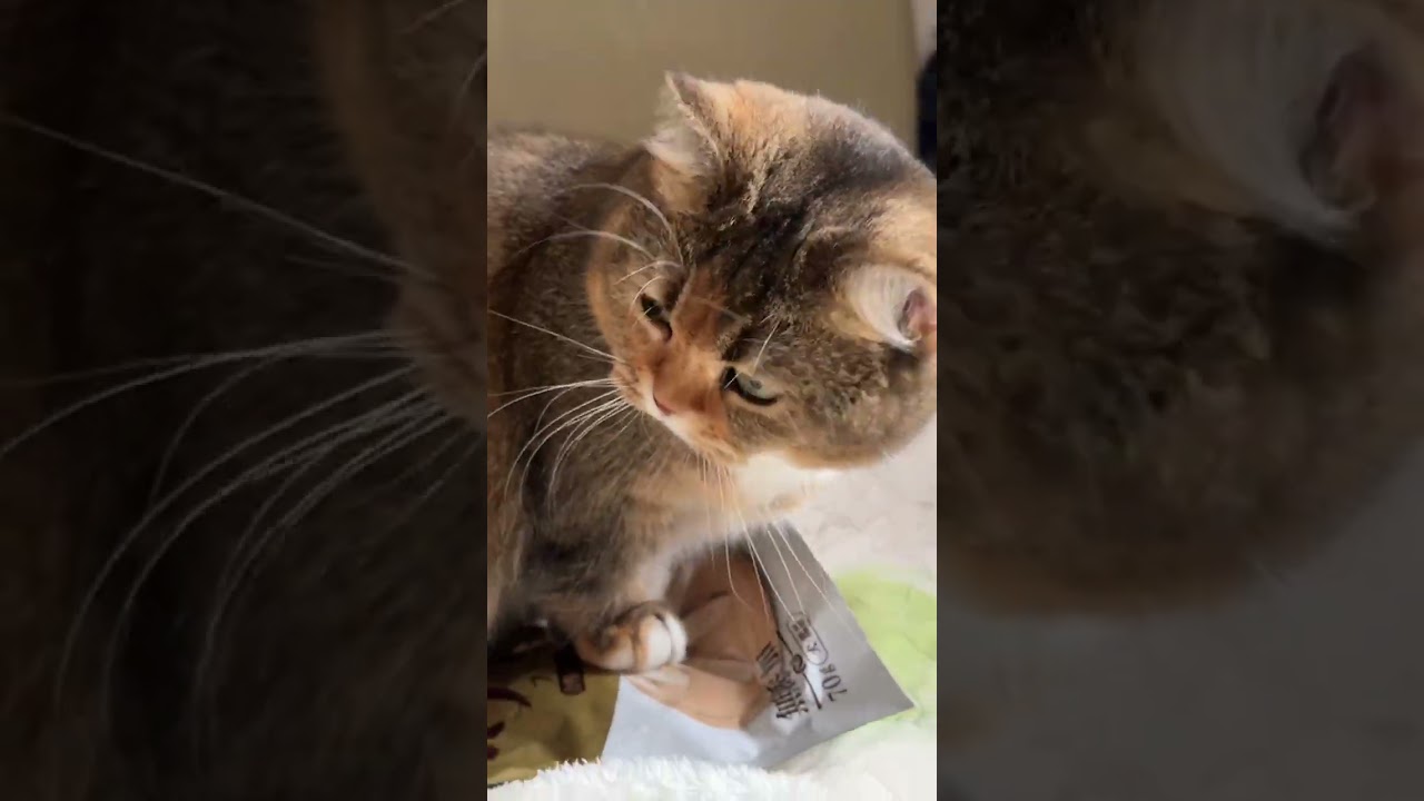 #gatos #gatosdoinstagram #frangobanana #gatogram #amantesdegatos #labubu #catlover