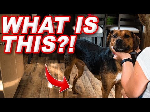 Why Do Dogs Have Dew Claws? | Answered by a Vet Tech