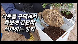 에메랄드 그린 화분식재영상  /  화분갈이 하는 방법 / 분갈이하는법 #나무화분식재 # 간편식재 #분갈이