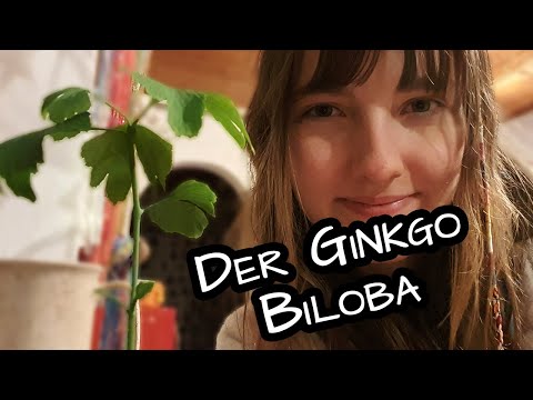 Der Ginkgo Biloba (Tempelbaum) 🍀 Überlebenskünstler und Heilpflanze | TCM