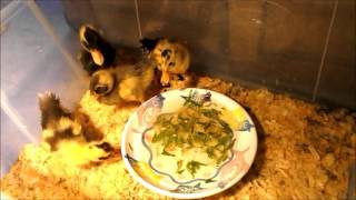 A Single Woman's Struggle to Homestead