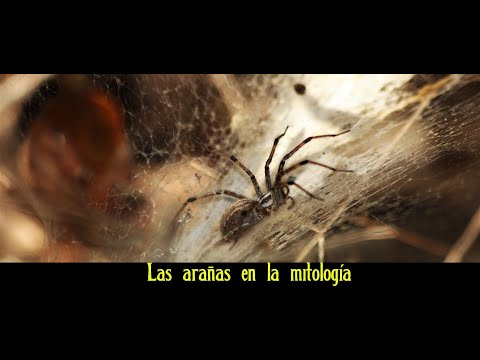Las arañas en la mitología #arañas #koyaanisqatsi #anansi
